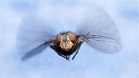 Fliegen PenalbaWeb.com