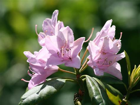 Flor azalea PenalbaWeb.com