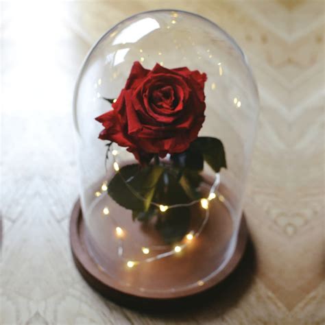 Flor bella y bestia PenalbaWeb.com