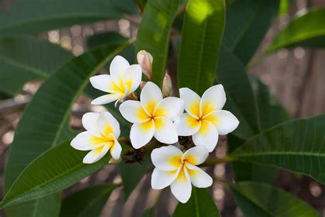 Flor mayo PenalbaWeb.com