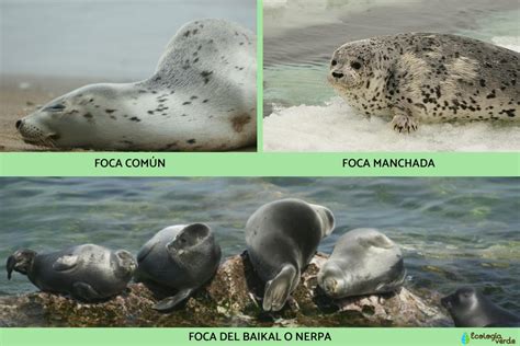 Focas PenalbaWeb.com