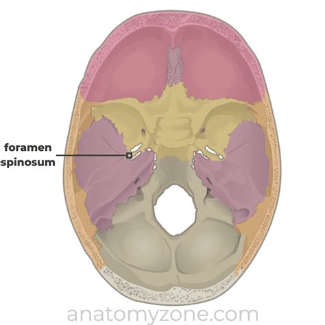 Foramen PenalbaWeb.com