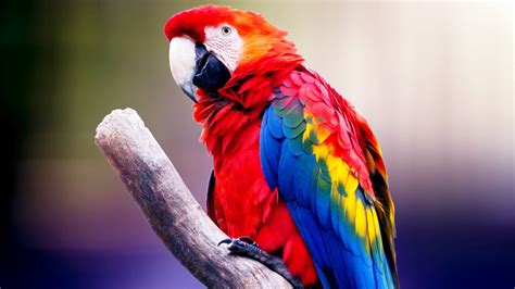 Foto parrot PenalbaWeb.com