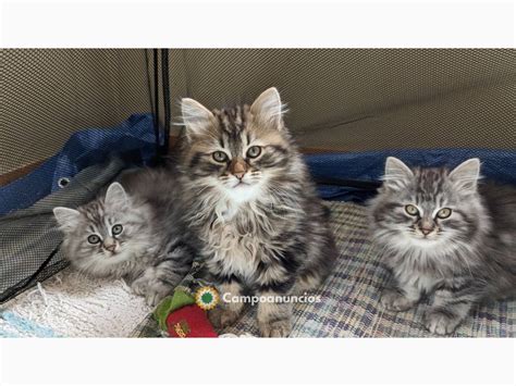 Foto regalo gatitos PenalbaWeb.com