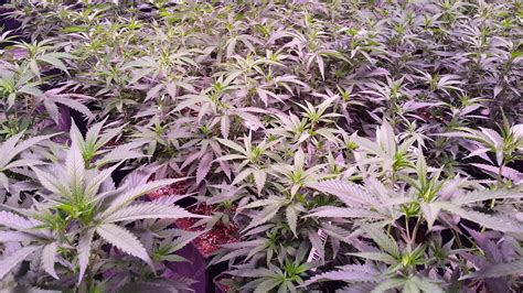 Fotos cultivo interior PenalbaWeb.com