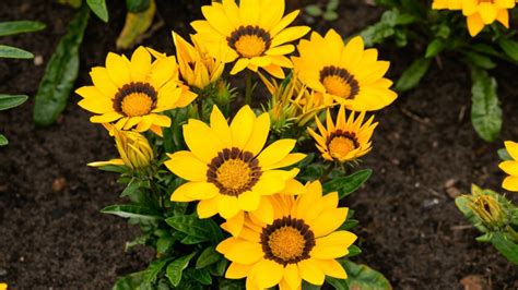 Fotos de flores as PenalbaWeb.com