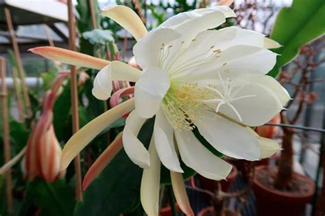 Fotos galan noche PenalbaWeb.com