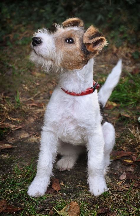 Fox terrier pelo duro PenalbaWeb.com