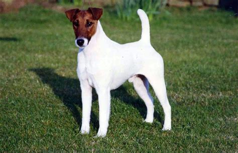 Fox terrier pelo liso PenalbaWeb.com