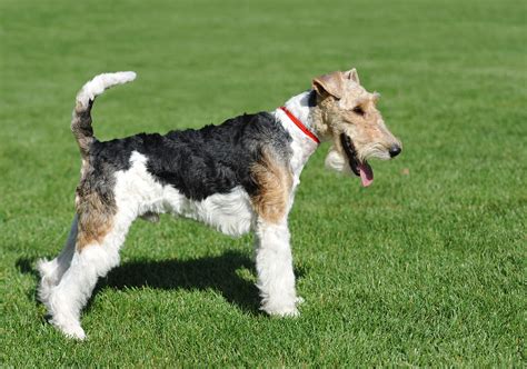 Fox terrier wire PenalbaWeb.com