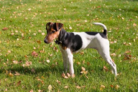 Fox terrier PenalbaWeb.com