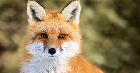 Fox fur PenalbaWeb.com