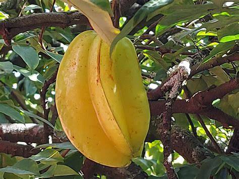 Fruta PenalbaWeb.com