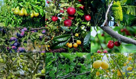 Frutales PenalbaWeb.com