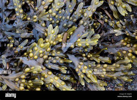 Fucus PenalbaWeb.com