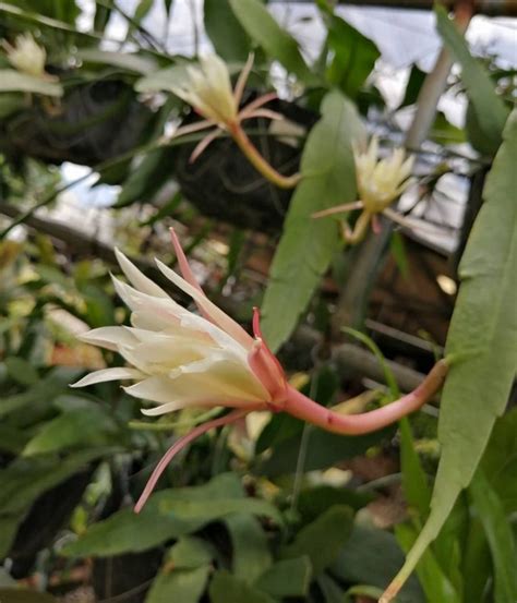 Galan de noche PenalbaWeb.com