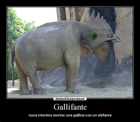 Gallifante PenalbaWeb.com