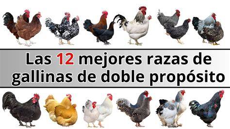 Gallinas de raza PenalbaWeb.com