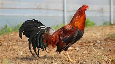 Gallo espanol PenalbaWeb.com
