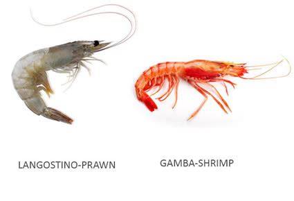 Gamba shrimp PenalbaWeb.com