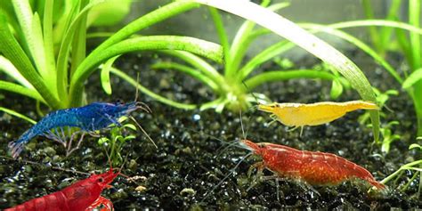 Gambas acuario PenalbaWeb.com