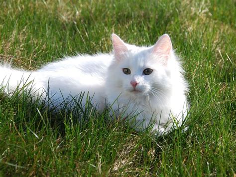 Gata blanca PenalbaWeb.com