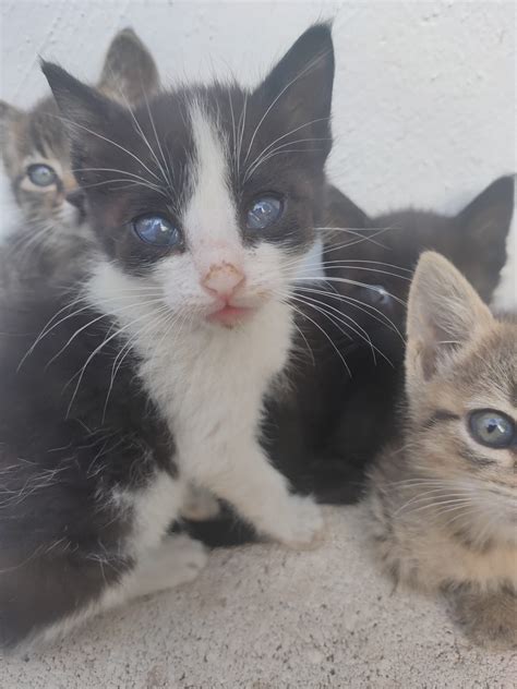 Gatitos adopcion PenalbaWeb.com