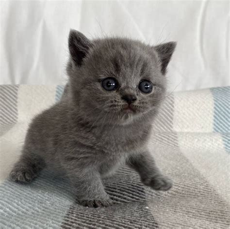 Gatitos british PenalbaWeb.com
