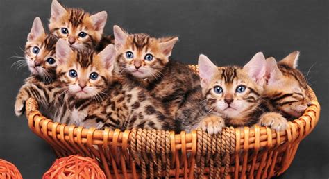 Gatitos leopardo PenalbaWeb.com