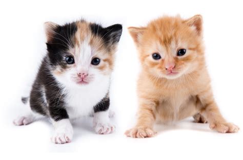 Gatitos pequenos PenalbaWeb.com