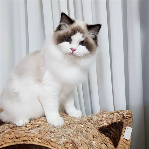 Gatitos ragdoll PenalbaWeb.com