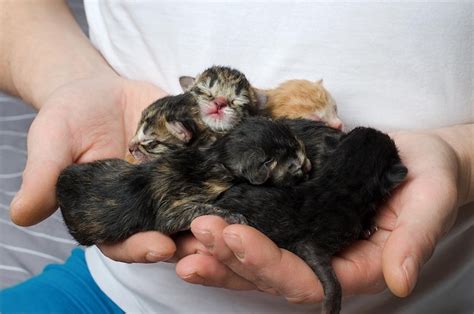 Gatitos recien nacidos PenalbaWeb.com