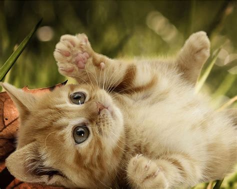 Gatitos para PenalbaWeb.com