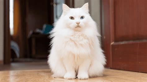 Gato de angora PenalbaWeb.com