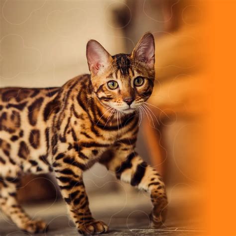 Gato bengali PenalbaWeb.com