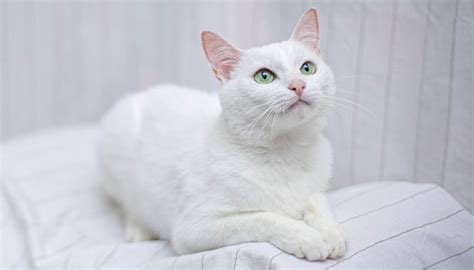 Gato blanco PenalbaWeb.com