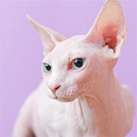 Gato egipcio PenalbaWeb.com