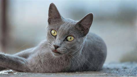 Gato gris PenalbaWeb.com