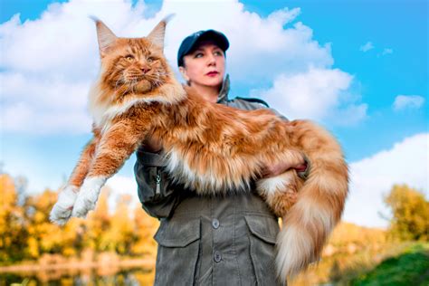 Gato maine coon PenalbaWeb.com