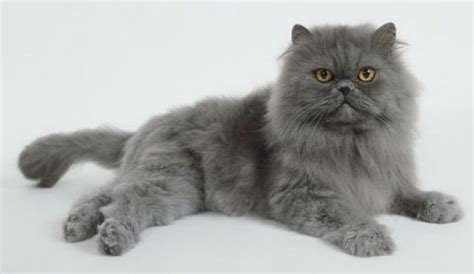 Gato persa azul PenalbaWeb.com