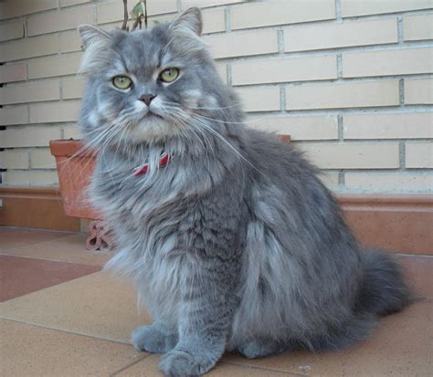 Gato persa gris PenalbaWeb.com
