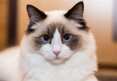 Gato ragdoll PenalbaWeb.com