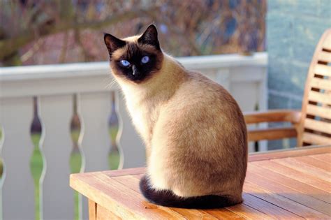 Gato siames PenalbaWeb.com
