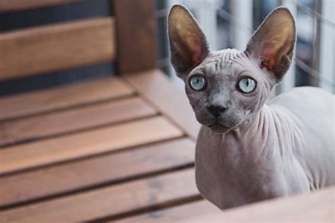 Gato sphynx PenalbaWeb.com