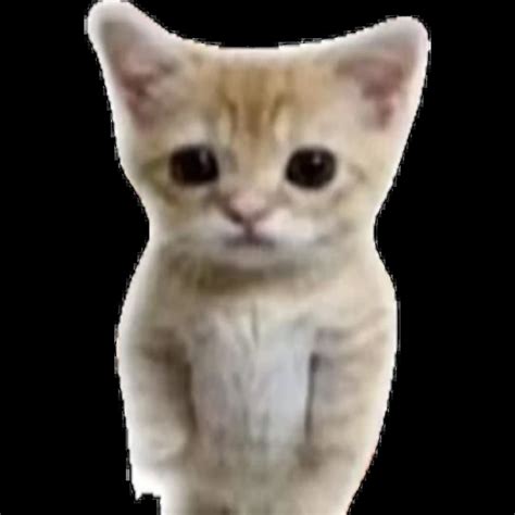 Gato PenalbaWeb.com