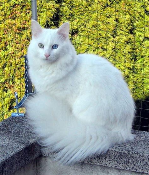 Gatos angora PenalbaWeb.com