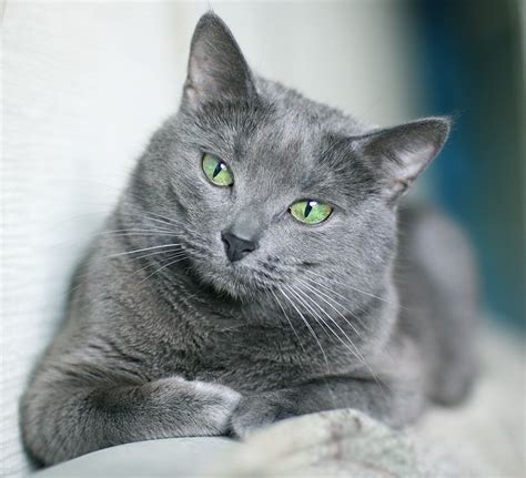 Gatos azul ruso PenalbaWeb.com