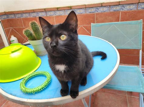 Gatos barcelona PenalbaWeb.com