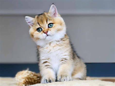 Gatos british PenalbaWeb.com