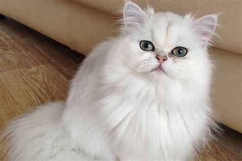 Gatos chinchilla PenalbaWeb.com